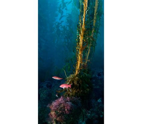 Kelp Forest Collection Jim Hellemn