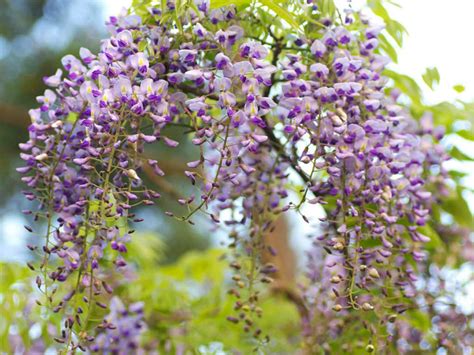 In early march before it blooms and again in late summer. Wisteria floribunda (Japanese Wisteria) | World of Flowering Plants