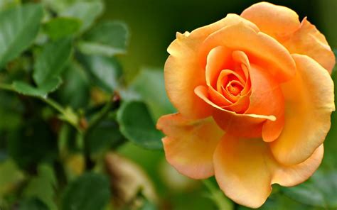 Download flower hd images and wallpapers with names. Orange+Nature | nature-wallpapers-wallpaper-rose-flower ...