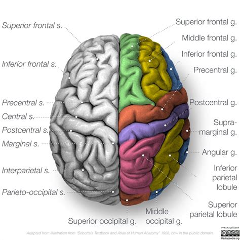 Brain Anatomy Human Brain Anatomy 3d Vector Illustration On White