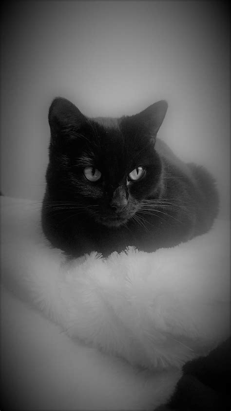 My Freya ️ She Looks Like My Gazza Black Cat Aesthetic Cats