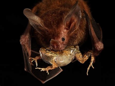 A Fridge Lipped Bat Captures A Túngara Frog Whose Mating Calls And