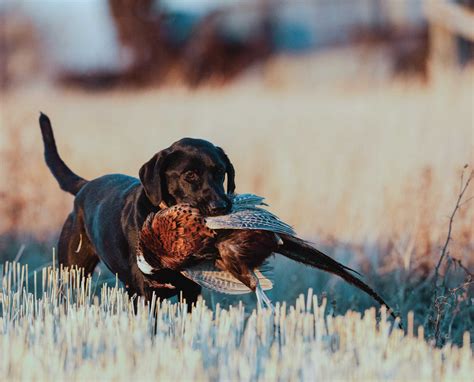 10 Most Popular And Obscure Upland Game Birds In North America