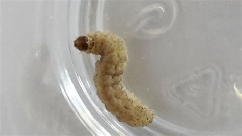 Derzeit 232 freie mietwohnungen in ganz stade. Raupe? Wurm? Made? Larve? in Wohnung gefunden, was könnte ...