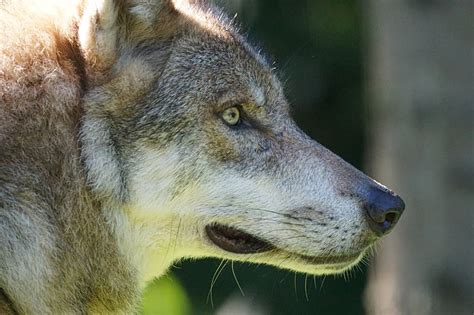 Free Photo Wolf Predator European Wolf Carnivores Mammal