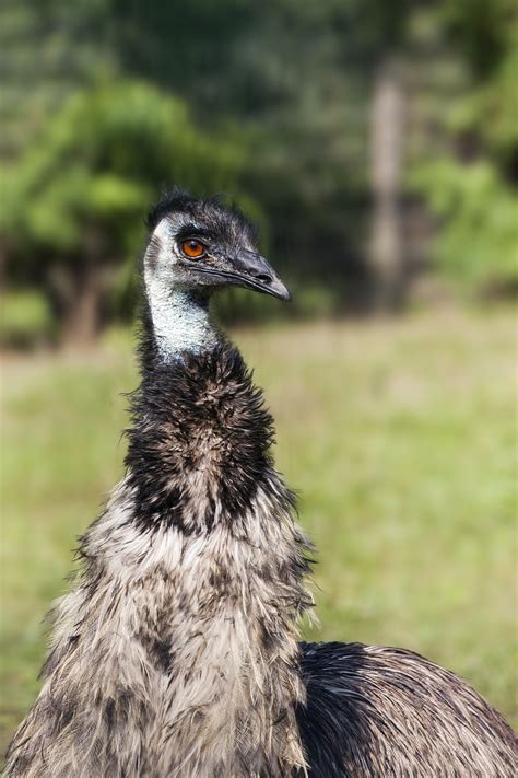 Fågel Emu Näbb Gratis Foto På Pixabay Pixabay