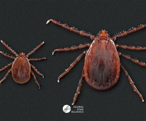A New Tick Borne Disease To Worry About