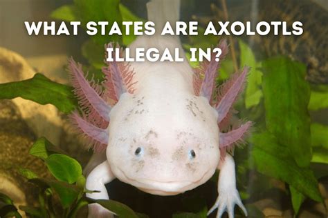 What States Are Axolotls Illegal In State Guide Pets From Afar