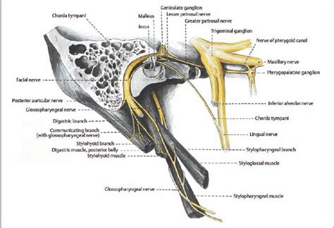 Diagnosing Injuries Of The Facial Nerve Ento Key