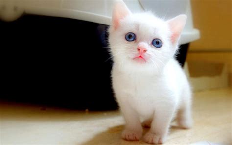 Cute White Baby Cat Wallpapers Hd Desktop And Mobile Backgrounds