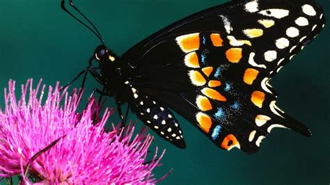 Butterfly Wallpapers Hd Wallpaper Cave