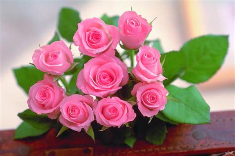 اجمل الورود الرومانسية