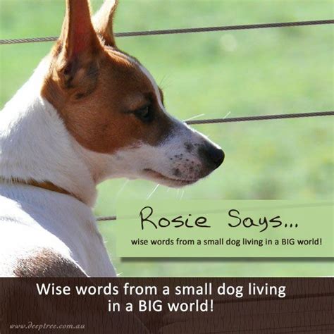 Rosie Is A Mini Foxy X Jack Russell Who Lives Life With Incredible Gusto Her Enthusiastic