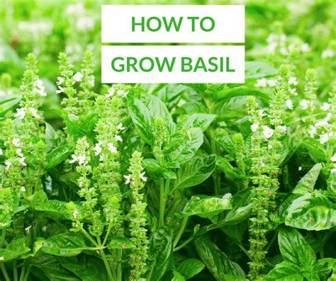 How To Grow Basil The Ultimate Guide Properly Rooted