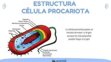 Estructura De La CÉlula Procariota Resumen Con VÍdeos