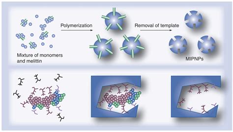 Molecularly Imprinted Polymer Fabrication Mipnp Molecularly Imprinted