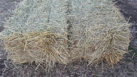 Small Square Bales Of Oat Hay Nex Tech Classifieds