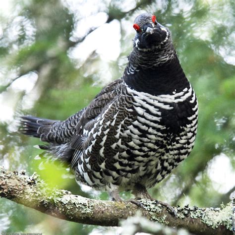 Spruce Grouse Carmacks Bioblitz · Naturalista Mexico