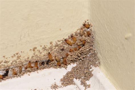 Do You Recognize The 7 Early Warning Signs Of A Termite Infestation