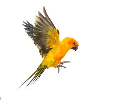 Sun Conure Stock Photos Pictures And Royalty Free Images Istock