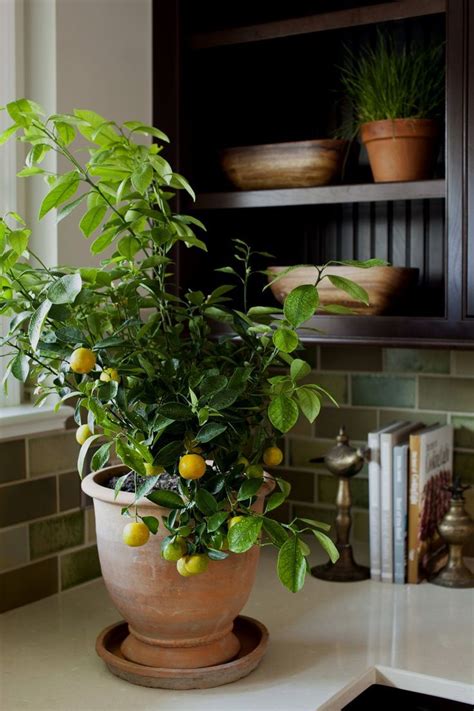 How To Grow A Lemon Tree Indoor Plant Guide Indoor Lemon Tree