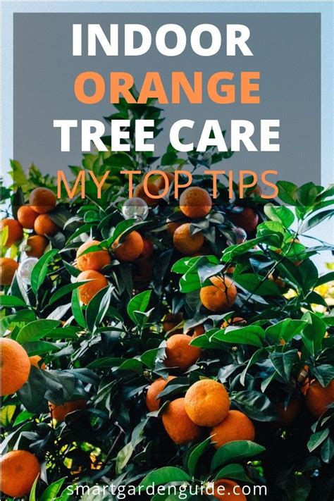How To Care For An Indoor Orange Tree With The Right Instructions You