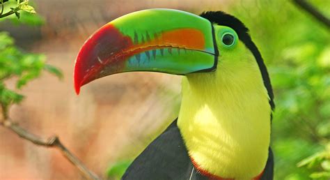 Woman Wakes Up With Toucan In Her Bed Only In Costa Rica Video