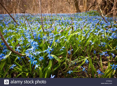The early spring bulbs need to be planted in the fall in order for them to get the period of cold that is needed for establishing the plants glossy puckered leaves and brightly colored flowers with vibrant throats are the characteristics of this early spring bloomer. A carpet of early spring blue flowers glory-of-the-snow ...