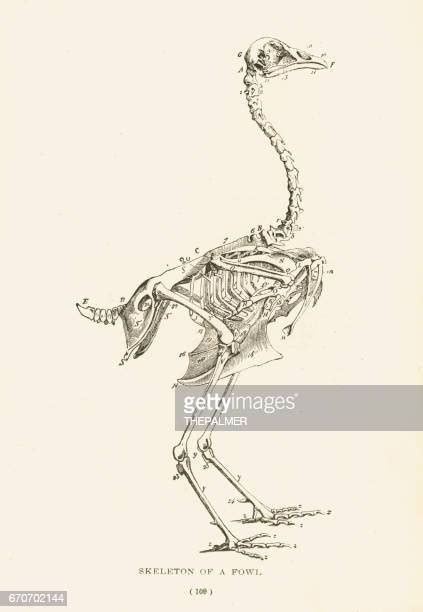 Chicken Skeleton Photos And Premium High Res Pictures Getty Images