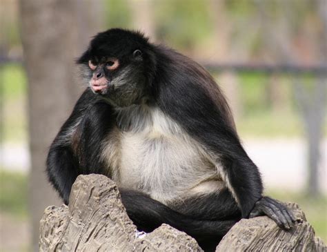 Mexican Spider Monkey Wikipedia
