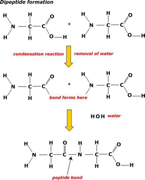 What Are Proteins Making And Breaking Proteins Hubpages