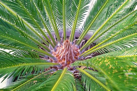 Cycas Revoluta Seeds £325 From Chiltern Seeds Chiltern Seeds Secure