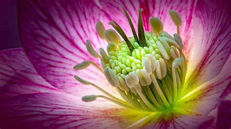 Pink Flower Hellebore Macro Photography Wallpaper 3840x2160 Uhd 4k