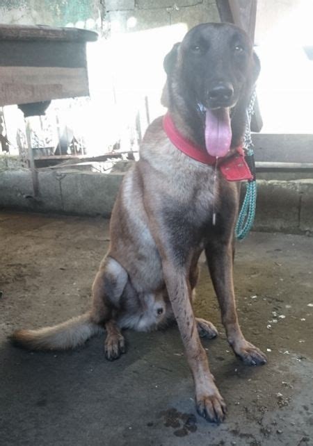 Are you thinking about buying a belgian malinois or do you already own one and are looking for more a malinois dog loves to bite things. Dark Sable Stud Belgian Mal Us/ Uk Lineage Prolific ...