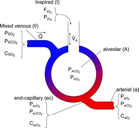 Gas Exchange in the Prone Posture | Respiratory Care