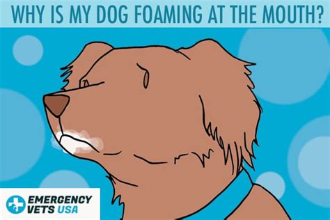 Why Your Dog Is Foaming At The Mouth And What To Do About It