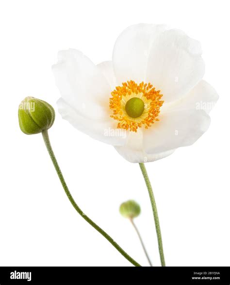 Anemone Hupehensis Flower Bud Cut Out Stock Images And Pictures Alamy
