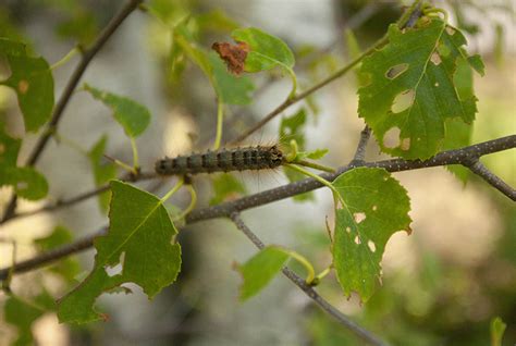 Invasive Caterpillars Booming Ontario Out Of Doors
