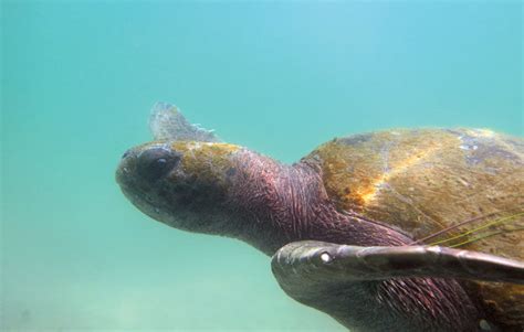 Giant Sea Turtles Now Exploring San Diego Bay The Log