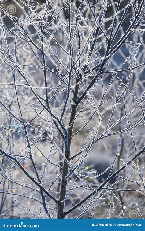 Ice Crystals On A Tree Stock Photo Image Of Environment 27804876