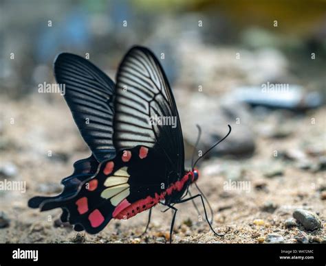 Butterflies In Nature Beautiful Butterfly Of Nature Biodiversity Of