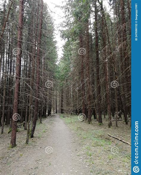 Coniferous Forests Stock Photo Image Of Forest Kingdom 247698152