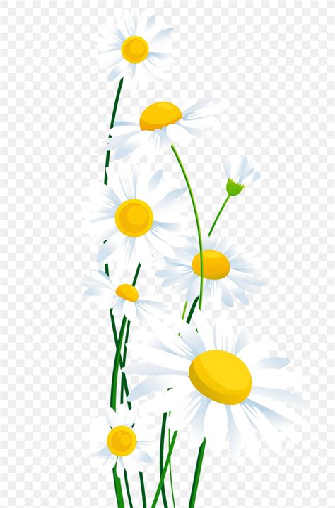 Common Daisy Flower Clip Art PNG 792x1245px Common Daisy Branch
