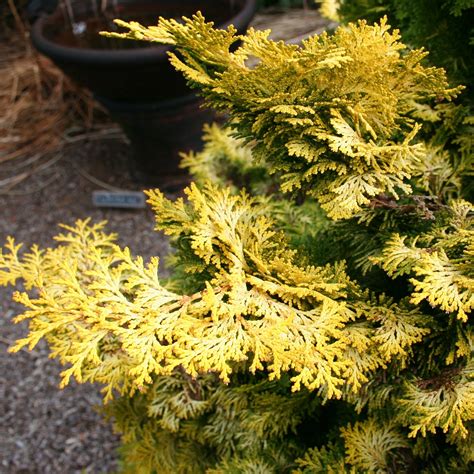 Golden Conifers Brighten Up Winter ⋆ North Coast Gardening