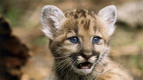 Pumas sind die viertgrößte katzenart der welt und haben einen robusten, kräftigen körperbau. Puma Baby HD Desktop-Hintergrund: Breitbild: High ...