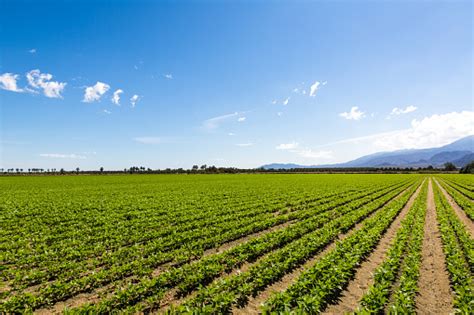 Agriculture Fertile Field Of Organic Crops Stock Photo Download Image