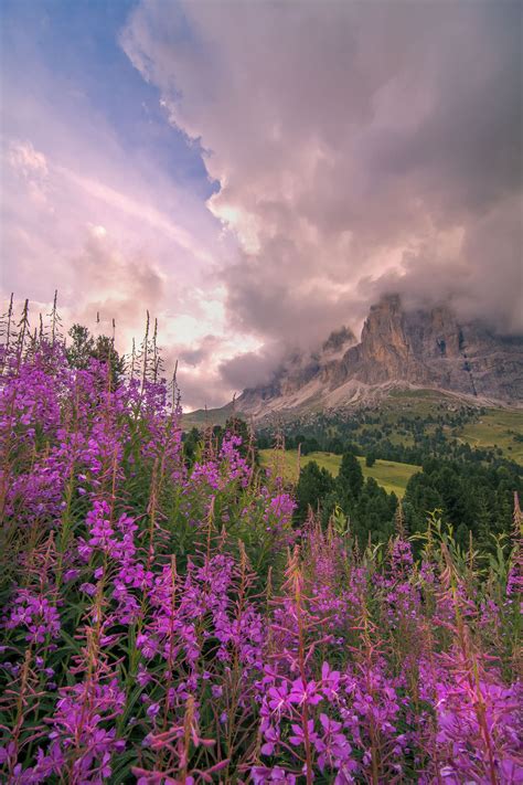 Travelgurus “floral Mountaineers By Rene Gruber At Val Gardena In