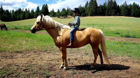 Facts About Horseback Riding Horse Choices