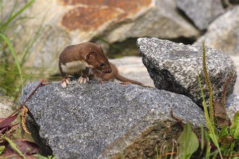 Weasel Mustela Nivalis Killing Big Rat Stock Image Image Of Animal