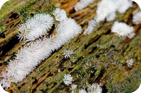 All studied fungal genera are considered. 8.6: Molds - Biology LibreTexts